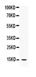 IL-3 Polyclonal Antibody