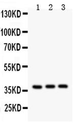 IL-3 Polyclonal Antibody