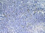 IL-33 Polyclonal Antibody