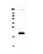 IL-4 Antibody in Western Blot (WB)