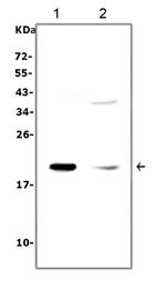 IL-7 Polyclonal Antibody
