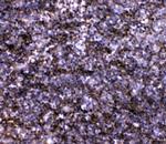 IL-7 Polyclonal Antibody