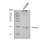 ISG15 Antibody in Western Blot (WB)