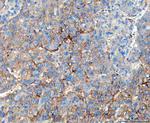 CD49a (Integrin alpha 1) Antibody in Immunohistochemistry (Paraffin) (IHC (P))