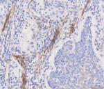 CD49a (Integrin alpha 1) Antibody in Immunohistochemistry (Paraffin) (IHC (P))