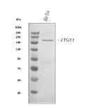 CD49a (Integrin alpha 1) Antibody in Western Blot (WB)
