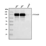 CD41 Antibody in Western Blot (WB)