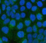 CD49c (Integrin alpha 3) Polyclonal Antibody