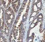 CD49c (Integrin alpha 3) Antibody in Immunohistochemistry (Paraffin) (IHC (P))