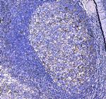 CD11c Antibody in Immunohistochemistry (Paraffin) (IHC (P))