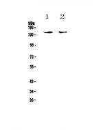 CD11c Antibody in Western Blot (WB)