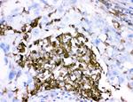 CD18 Antibody in Immunohistochemistry (Paraffin) (IHC (P))