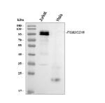 CD18 Antibody in Western Blot (WB)