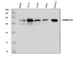 CD104 (Integrin beta 4) Antibody in Western Blot (WB)