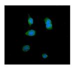 ITLN1 Polyclonal Antibody