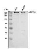 ITPR3 Antibody in Western Blot (WB)