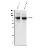KV2.1 (KCNB1) Antibody in Western Blot (WB)