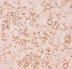 KV2.1 (KCNB1) Antibody in Immunohistochemistry (Paraffin) (IHC (P))