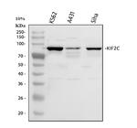 MCAK Antibody in Western Blot (WB)