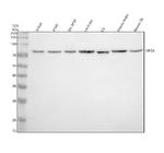 KIF3A Polyclonal Antibody