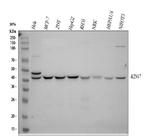 KIN Antibody in Western Blot (WB)