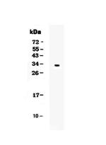 Kallikrein 1 Polyclonal Antibody