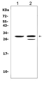Kallikrein 1 Antibody in Western Blot (WB)
