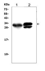 Kallikrein 1 Antibody in Western Blot (WB)