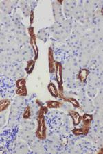 Kallikrein 1 Polyclonal Antibody