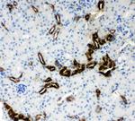 Kallikrein 1 Polyclonal Antibody