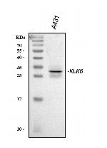 Kallikrein 6 Polyclonal Antibody