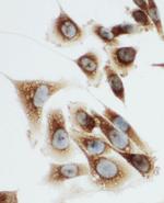 Kallikrein 6 Polyclonal Antibody