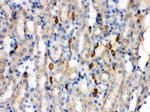 Kininogen 1 Polyclonal Antibody