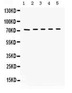 Kininogen 1 Antibody in Western Blot (WB)
