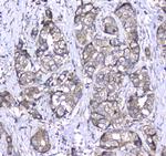 CD171 (L1CAM) Polyclonal Antibody