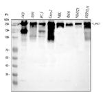 Laminin gamma-1,2,3 Antibody in Western Blot (WB)
