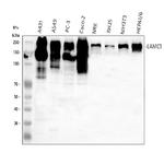 Laminin gamma-1,2,3 Antibody in Western Blot (WB)