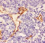Laminin gamma-1,2,3 Antibody in Immunohistochemistry (Paraffin) (IHC (P))