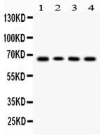 LBP Polyclonal Antibody