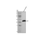NGAL Antibody in Western Blot (WB)