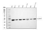 LDHA Polyclonal Antibody