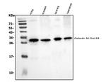 Galectin 3 Antibody in Western Blot (WB)