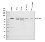 LGALS3BP Antibody in Western Blot (WB)