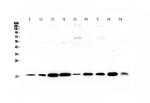 LIF Polyclonal Antibody