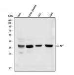LIF Antibody in Western Blot (WB)