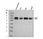 Lamin A/C Antibody in Western Blot (WB)