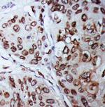 Lamin B1 Antibody in Immunohistochemistry (Paraffin) (IHC (P))