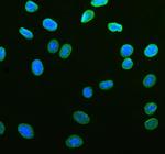 Lamin B1 Polyclonal Antibody