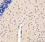 Lamin B1 Antibody in Immunohistochemistry (Paraffin) (IHC (P))