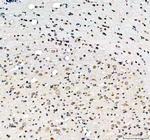 Lamin B1 Antibody in Immunohistochemistry (Paraffin) (IHC (P))